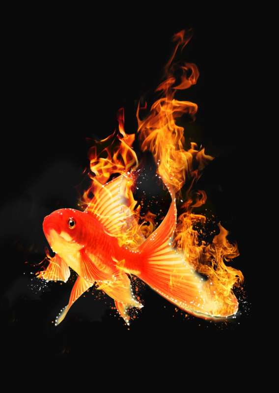 Attached picture Flaming Fish.jpg